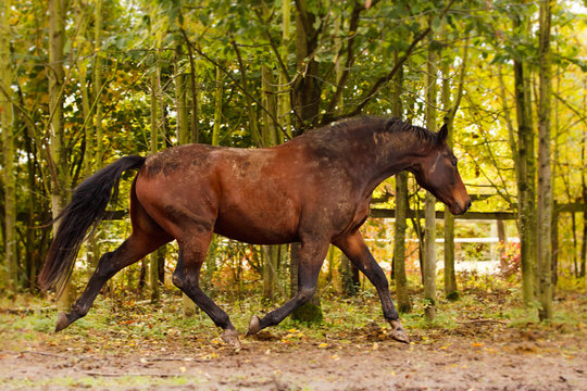 Brauner im Herbst