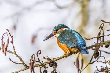 Eisvogel (alcedo atthis)
