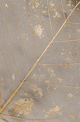 Dried leaf texture detail