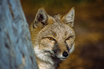 Tight shot Swift Fox head, hunting