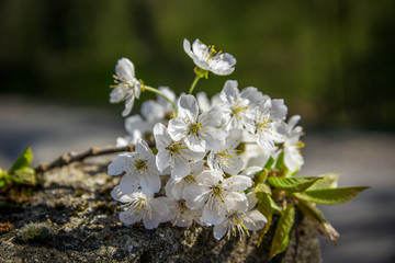 Fototapeta na wymiar Cherry blossoms 