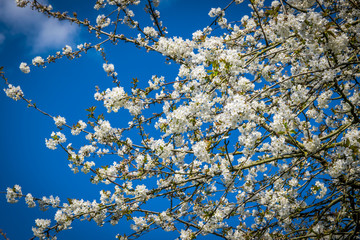 Cherry blossoms with nice sky  background 