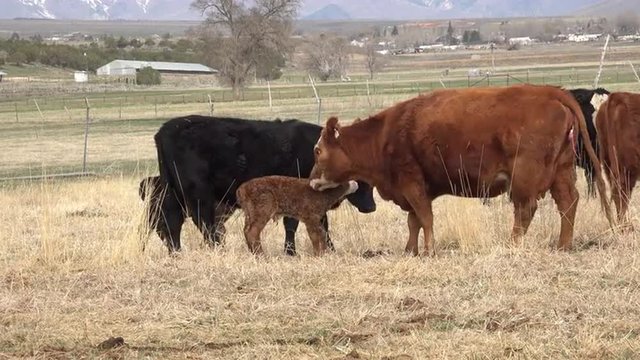 New born calf cleaned my mother cow small herd 4K 7847