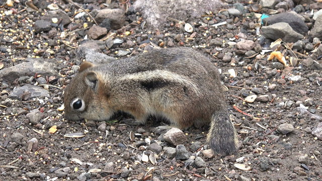Chipmunk striped rodent eating short tail 4K 198