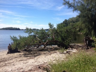 Fallen Tree By the Bay