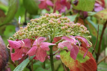 Hydrangea in fall - Hortensia