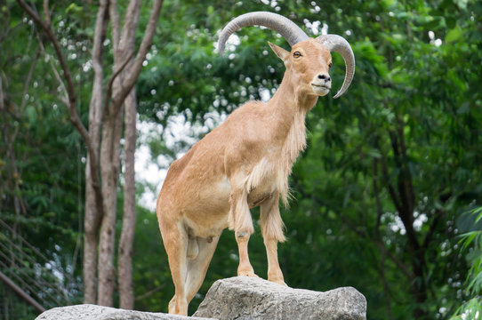 Mountain Goat in forest , male