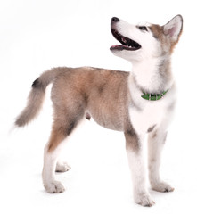 Malamute puppy isolated on white