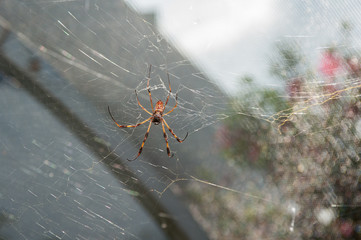 Belly view of Golden Orb weaver spider lying in wait on web