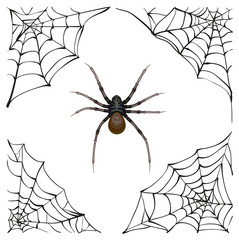 Spiderweb. Big spider web. Scary spider of web. Poison spider