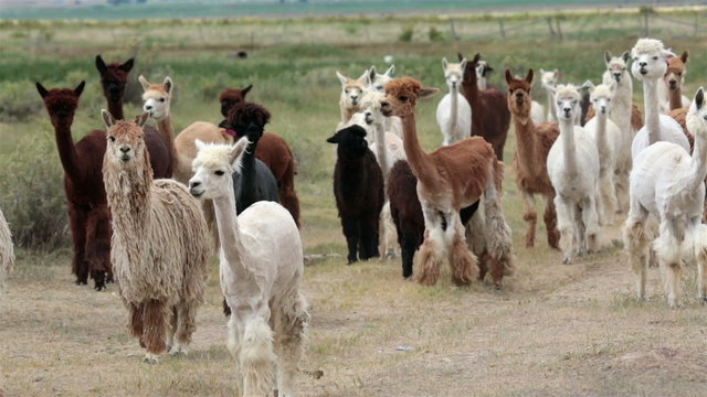 Alpaca animal herd in central Utah farm ranch HD 2612