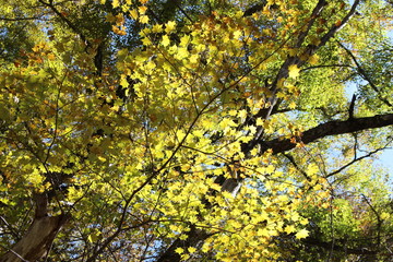 上高地のモミジ