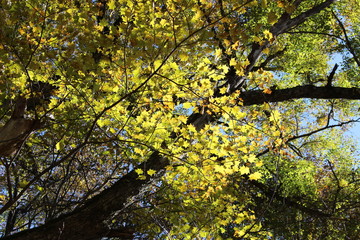 Obraz premium 上高地のモミジ