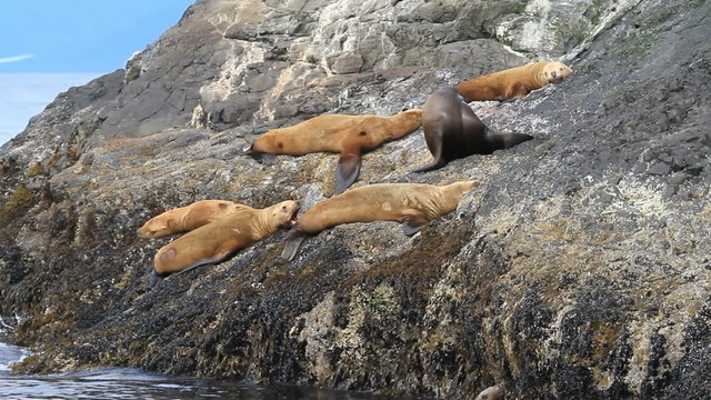 Seals on island handheld from boat P HD 1925