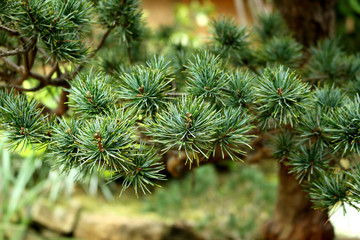 Japanese white pine tree © marine art