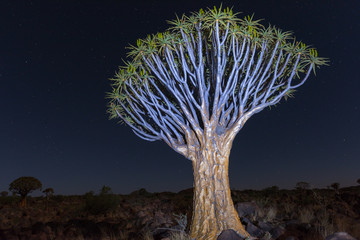 Quiver Tree Forest - Nambia