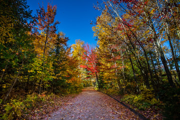 Fototapeta na wymiar View of colorful trees during Autumn season at Killarney Provincial Park Canada