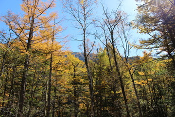 紅葉する上高地のダケカンバ