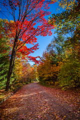 Obraz premium View of colorful trees during Autumn season at Killarney Provincial Park Canada