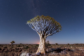 Quiver Tree Forest - Nambia