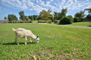 Obraz premium 山羊のポートレート