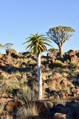 Quiver Tree Forest - Nambia