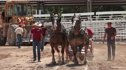 Horse sled pull competition P HD 9639