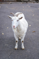 山羊のポートレート