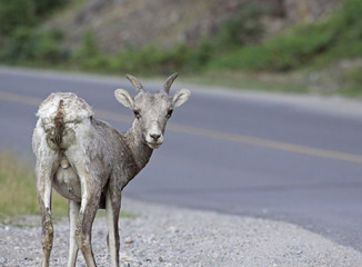 A Bighorn Sheep (Ovis canadensis) looking back, shot in Banff National Park, Alberta, Canada..