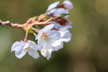 桜の花