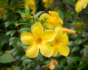 Allamanda yellow flower