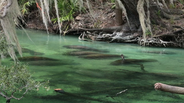 Manatee resting on river bottom southern Florida HD 1966