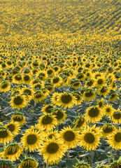 Sunflower field