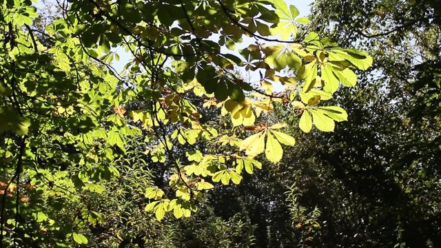 Beautiful yellow leaves in the park, Scotland, footage