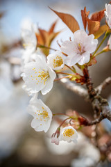 桜の花