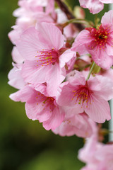 Fototapeta premium 桜の花