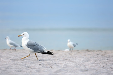 Fototapeta na wymiar Seagull paces on sandy beach