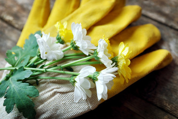 Composition of sensitive blossom and gardener's yellow gloves on wooden background