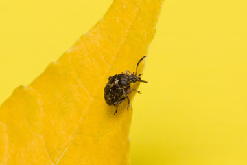 the bug sits on a yellow leaf