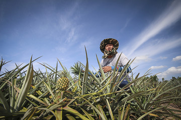 Farmer in pineapple farm © supakitmod