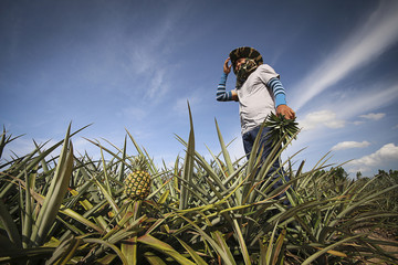 Farmer in pineapple farm © supakitmod