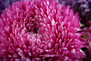 Purple blossom chrysanthemum