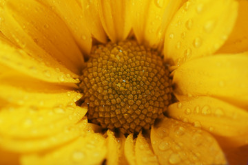 Yellow delicate flower, macro
