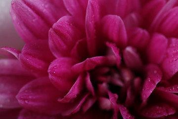 Beautiful purple blossom, macro