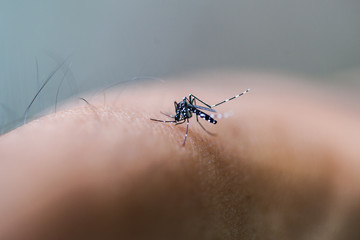 mosquito