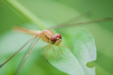 dragonfly