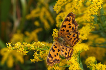 orange butterfly on the solidago flower