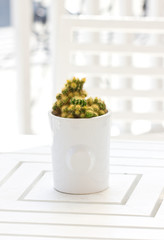 Cactus plant with white ceramic pot on wooden table.