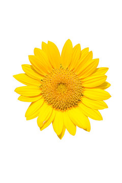 Beautiful yellow Sunflower Isolated On White Backround.