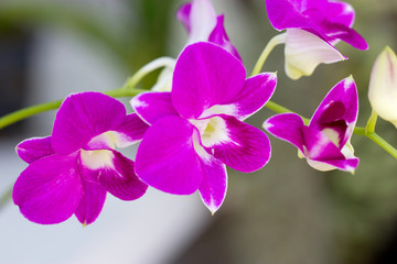 Violet orchid branch.